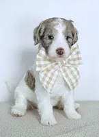 Praise , a female Bernedoodle for sale in Beach City, OH – Photo 4 of 7