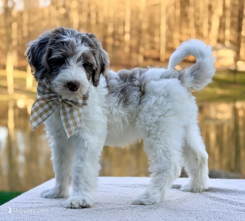 Praise  – Bernedoodle puppy for sale in Beach City, OH