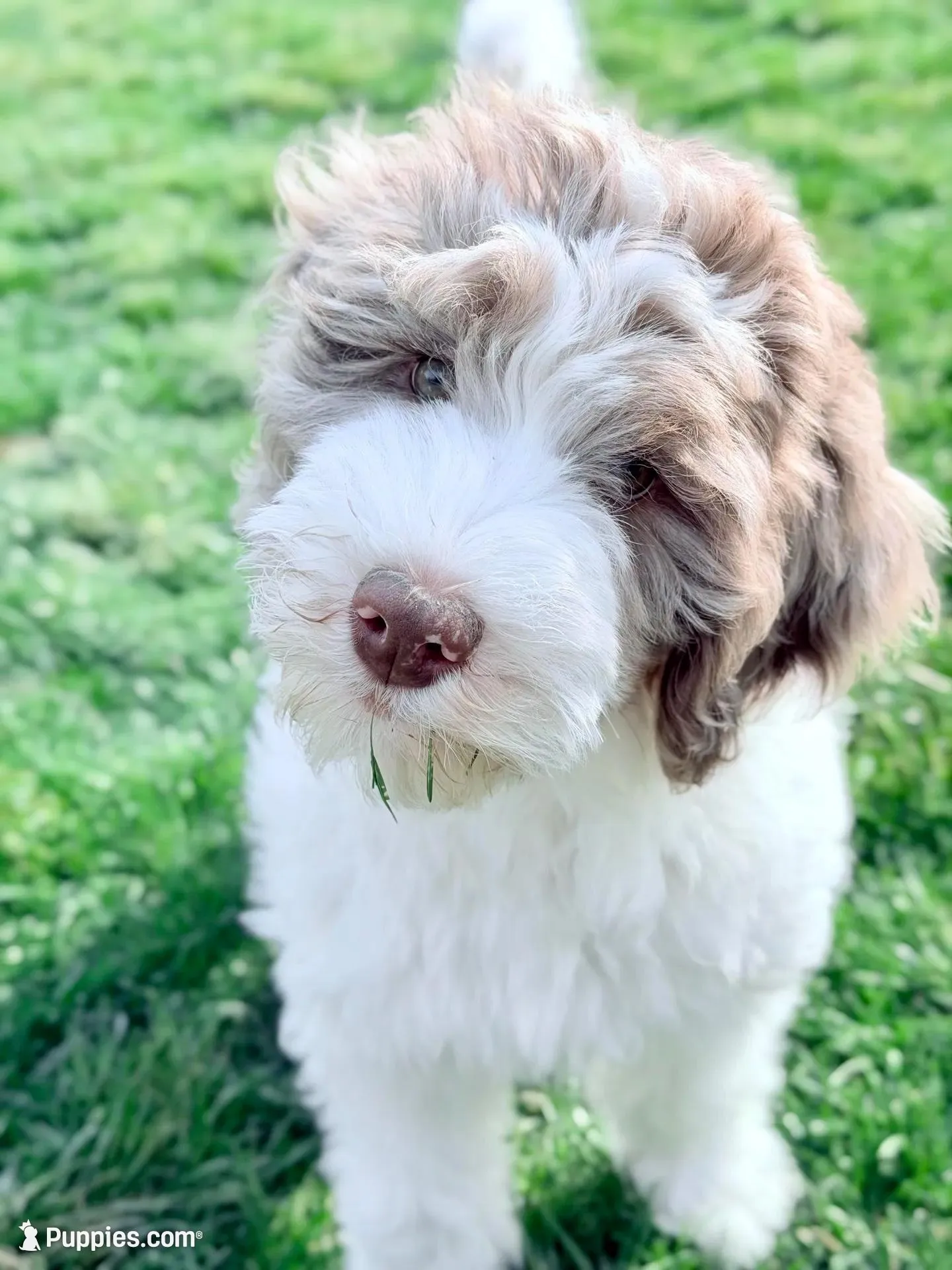 Praise  – Bernedoodle puppy for sale in Beach City, OH