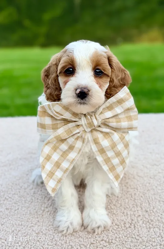 Caramel  – Miniature Goldendoodle puppy for sale in Beach City, OH