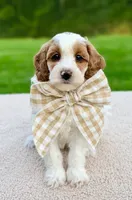 Caramel , a female Miniature Goldendoodle for sale in Beach City, OH – 1 of 3