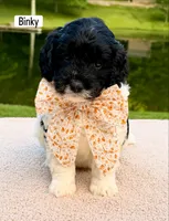 Binky, a female Miniature Goldendoodle for sale in Beach City, OH – 3 of 3