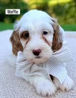 Waffle, a male Miniature Goldendoodle for sale in Beach City, OH – 3 of 4