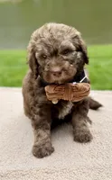 Forest, a male Goldendoodle for sale in Beach City, OH – 3 of 5