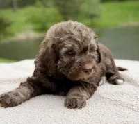 Forest, a male Goldendoodle for sale in Beach City, OH – 2 of 5