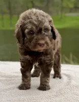 Forest, a male Goldendoodle for sale in Beach City, OH – 5 of 5