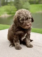 Forest, a male Goldendoodle for sale in Beach City, OH – 4 of 5