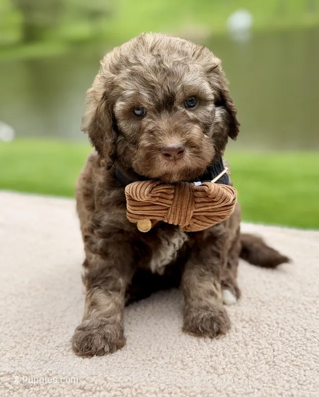 Forest, a male Goldendoodle for sale in Beach City, OH – 1 of 5