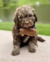 Forest, a male Goldendoodle for sale in Beach City, OH – 1 of 5