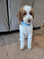 Charlie, a male Miniature Goldendoodle for sale in Beach City, OH – Photo 3 of 3