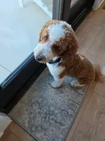 Charlie, a male Miniature Goldendoodle for sale in Beach City, OH – Photo 2 of 3