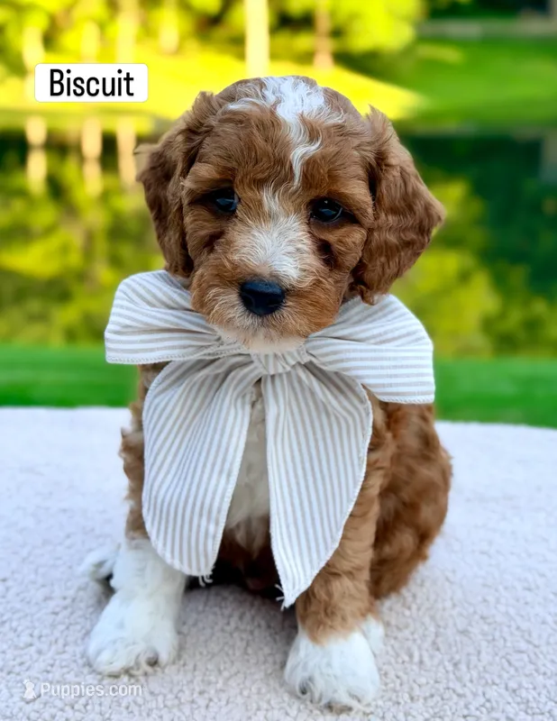 Biscuit  – Miniature Goldendoodle puppy for sale in Beach City, OH
