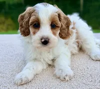 Caramel , a female Miniature Goldendoodle for sale in Beach City, OH – 2 of 3