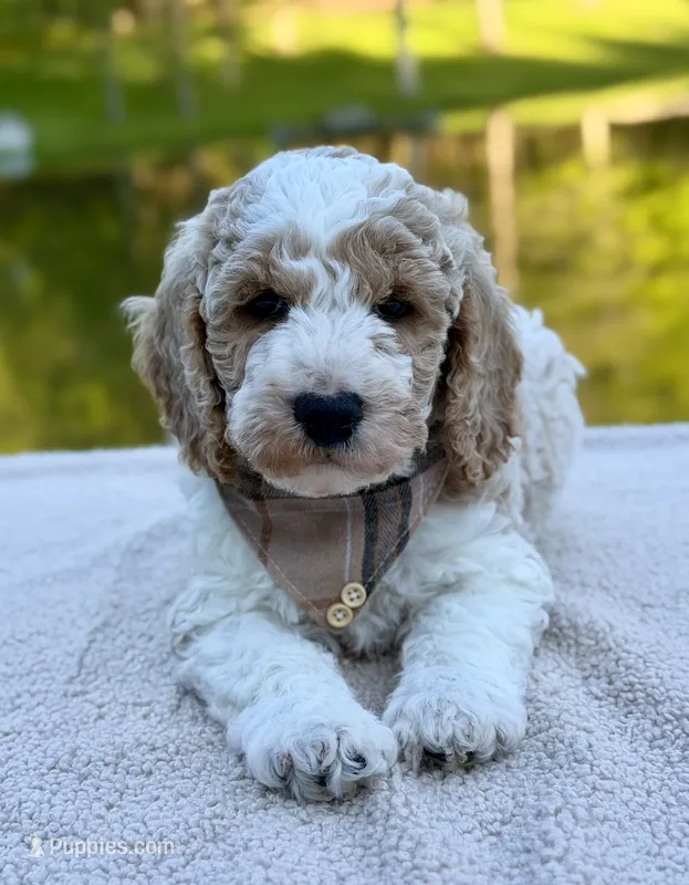 Cash – Miniature Goldendoodle puppy for sale in Beach City, OH