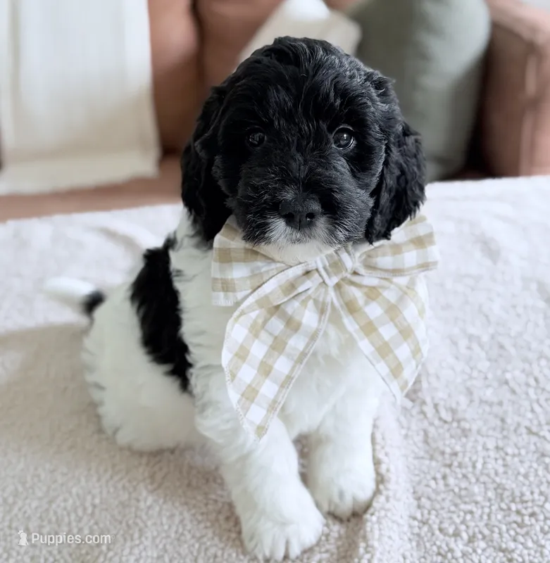 Binky – Miniature Goldendoodle puppy for sale in Beach City, OH