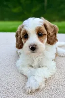 Caramel , a female Miniature Goldendoodle for sale in Beach City, OH – 3 of 3
