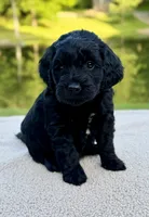 Thumper , a male Miniature Goldendoodle for sale in Beach City, OH – 4 of 4