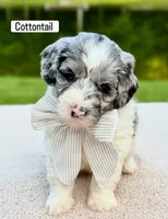 Cottontail , a male Miniature Goldendoodle for sale in Beach City, OH – 2 of 2