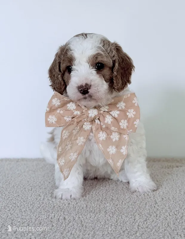 June Bug, a female Miniature Goldendoodle for sale in Beach City, OH – 1 of 4