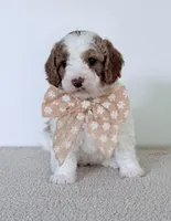 June Bug, a female Miniature Goldendoodle for sale in Beach City, OH – 1 of 4