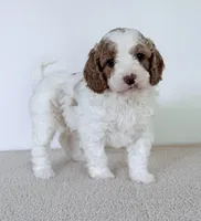 June Bug, a female Miniature Goldendoodle for sale in Beach City, OH – 2 of 4