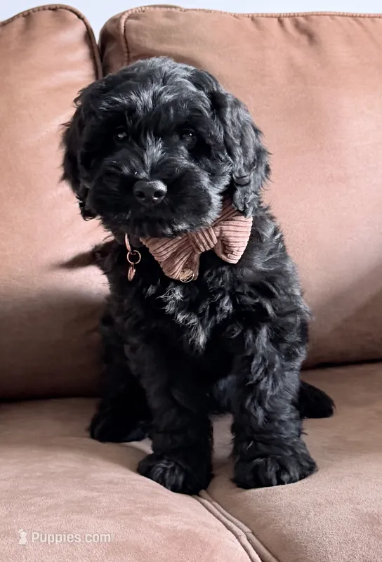 Thumper  – Miniature Goldendoodle puppy for sale in Beach City, OH