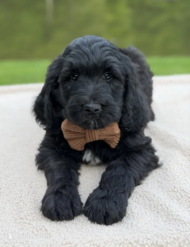 Bear – Goldendoodle puppy for sale in Beach City, OH