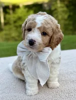 Buttons, a male Miniature Goldendoodle for sale in Beach City, OH – 2 of 2
