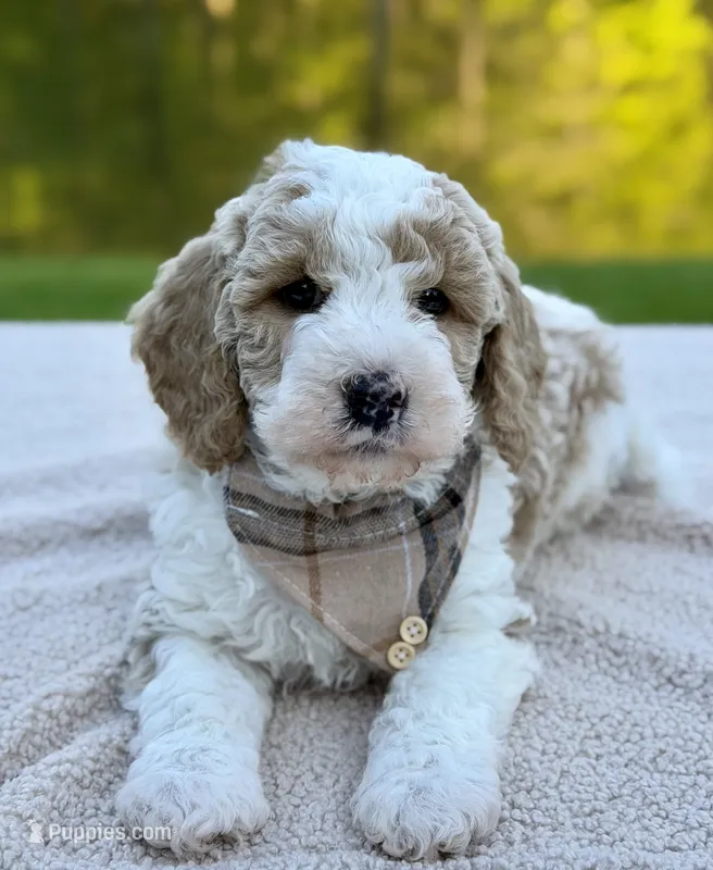 Clay – Miniature Goldendoodle puppy for sale in Beach City, OH