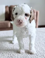 Marshmallow , a female Miniature Goldendoodle for sale in Beach City, OH – 2 of 4