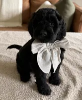 Thumper , a male Miniature Goldendoodle for sale in Beach City, OH – 4 of 4