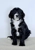 Promise, a male Bernedoodle for sale in Beach City, OH – Photo 2 of 4