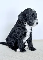 Promise, a male Bernedoodle for sale in Beach City, OH – Photo 4 of 4