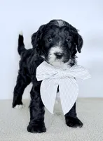 Promise, a male Bernedoodle for sale in Beach City, OH – Photo 1 of 4