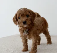 processed/bf42f85b-0a49-496a-aaf7-a3189a78df80/listing/bd6ee49d-3c5c-48f8-902a-2b6c10f95b36/3d156f5c-8944-46b7-b619-f629067709e6