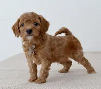 processed/bf42f85b-0a49-496a-aaf7-a3189a78df80/listing/bd6ee49d-3c5c-48f8-902a-2b6c10f95b36/b8c4a8d0-0e80-44ce-9140-8a90cc02ad58