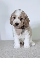 Cash, a male Miniature Goldendoodle for sale in Beach City, OH – 3 of 7