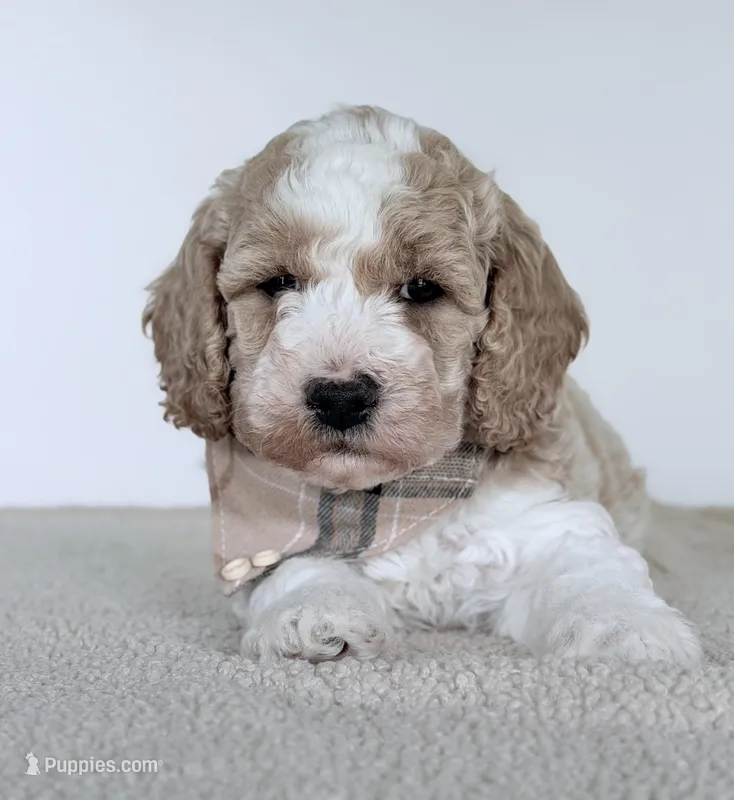 Cash – Miniature Goldendoodle puppy for sale in Beach City, OH