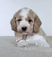 Cash, a male Miniature Goldendoodle for sale in Beach City, OH – 1 of 7