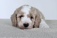 Cash, a male Miniature Goldendoodle for sale in Beach City, OH – 2 of 7