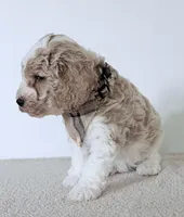Cash, a male Miniature Goldendoodle for sale in Beach City, OH – 4 of 7