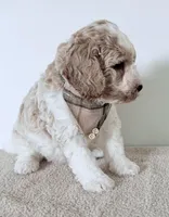 Cash, a male Miniature Goldendoodle for sale in Beach City, OH – 5 of 7