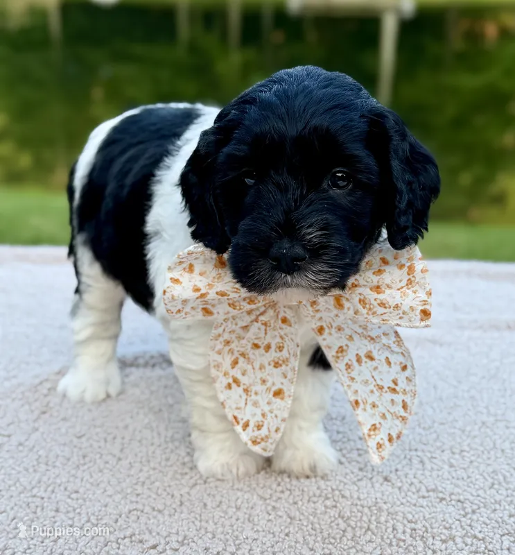 Bunny – Miniature Goldendoodle puppy for sale in Beach City, OH