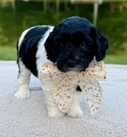 Bunny, a female Miniature Goldendoodle for sale in Beach City, OH – 1 of 1