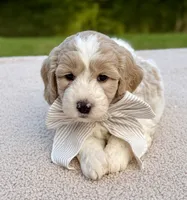 Flopsy, a male Miniature Goldendoodle for sale in Beach City, OH – 2 of 2