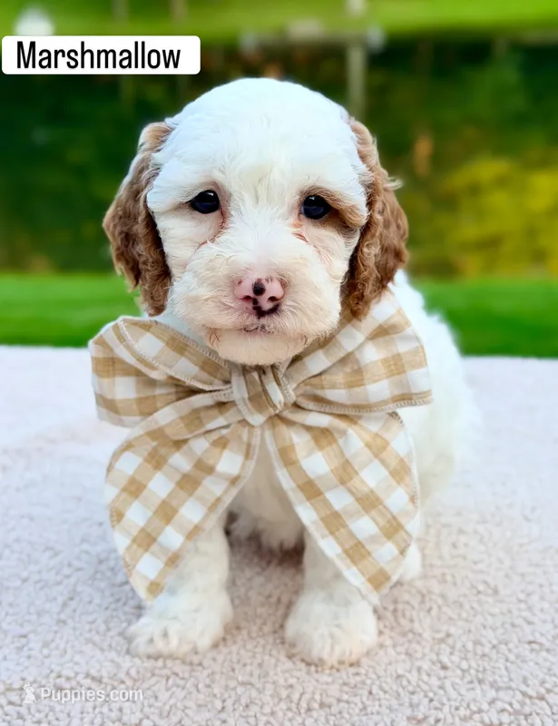 Waffle – Miniature Goldendoodle puppy for sale in Beach City, OH