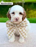 Waffle, a male Miniature Goldendoodle for sale in Beach City, OH – 1 of 4