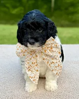 Binky, a female Miniature Goldendoodle for sale in Beach City, OH – 2 of 3