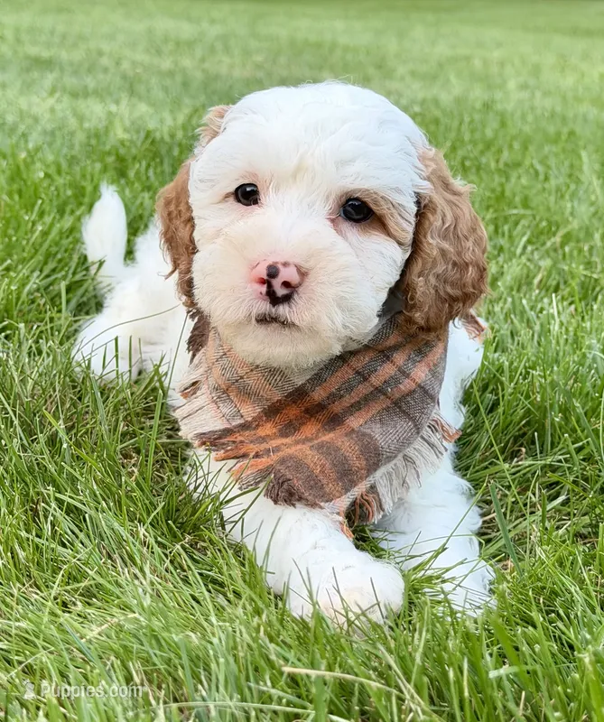 Marshmallow  – Miniature Goldendoodle puppy for sale in Beach City, OH