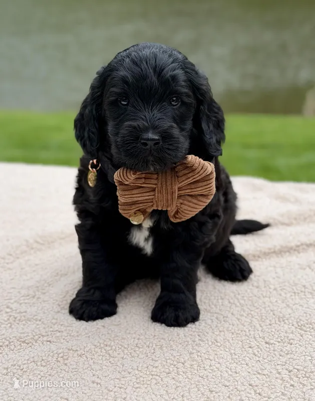 Bear, a male Goldendoodle for sale in Beach City, OH – 1 of 3